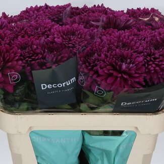 Freshy Chrysant deco Lamira