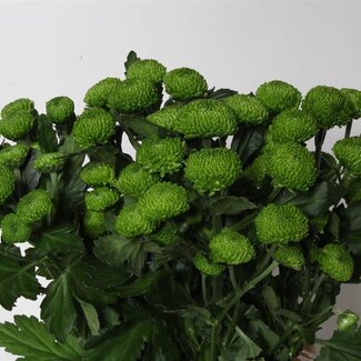 Freshy Troschrysant Chrysanthemum “Deligreen” | Kleur: Groen | Lengte ± 70 centimeter | Gewicht ± 100 gram per tak | Per 10 stelen