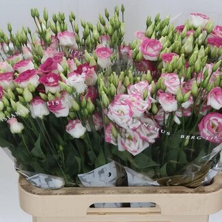 Freshy Eustoma Gevuld Rosi Hot Lips