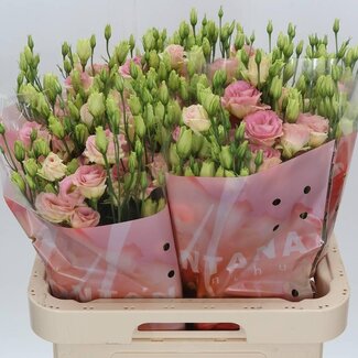 Freshy Eustoma Gevuld Rosi Champagne