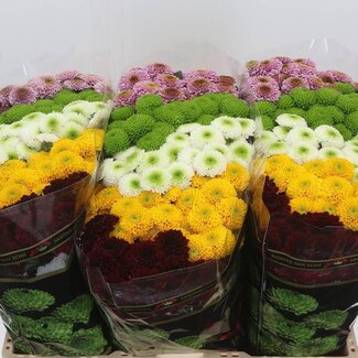 Freshy Chrysant santini Pompon Gemengd in Bos