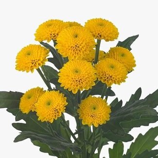 Freshy Chrysant santini Aurinko