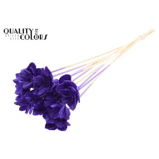 QC Shola Queen Fleur sur tige | Couleur: Violet | Shola Queen Fleur | Longueur ± 50 centimeter | 10 piques d'appoint par bouquet