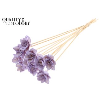 QC Shola Queen Bloem op stok | Kleur: Milkapaars | Shola Queen Flower | Lengte ± 50 centimeter | 10 bijstekers per bos