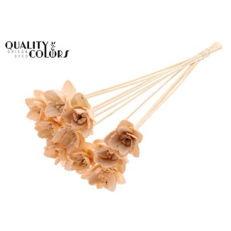 QC Shola Queen Blume am Stiel | Farbe: Lachsfarben | Shola Queen Blume | Länge ± 50 centimeter | 10 Bei-Stecker pro Bund