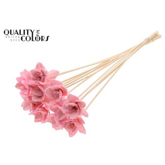 QC Shola Queen Bloem op stok | Kleur: Roze | Shola Queen Flower | Lengte ± 50 centimeter | 10 bijstekers per bos