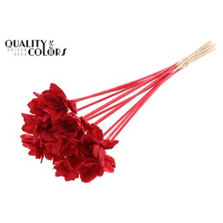 QC Shola Queen Bloem op stok | Kleur: Rood | Shola Queen Flower | Lengte ± 50 centimeter | 10 bijstekers per bos