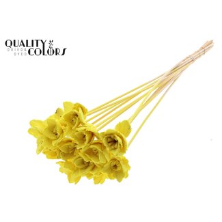 QC Shola Queen Flower on stick | Colour: Yellow | Shola Queen Flower | Length ± 50 centimetre | 10 picks per bunch