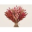 Dried Flowers DIY Set "Tiengemeten" | Five types of pink dried flowers in a box