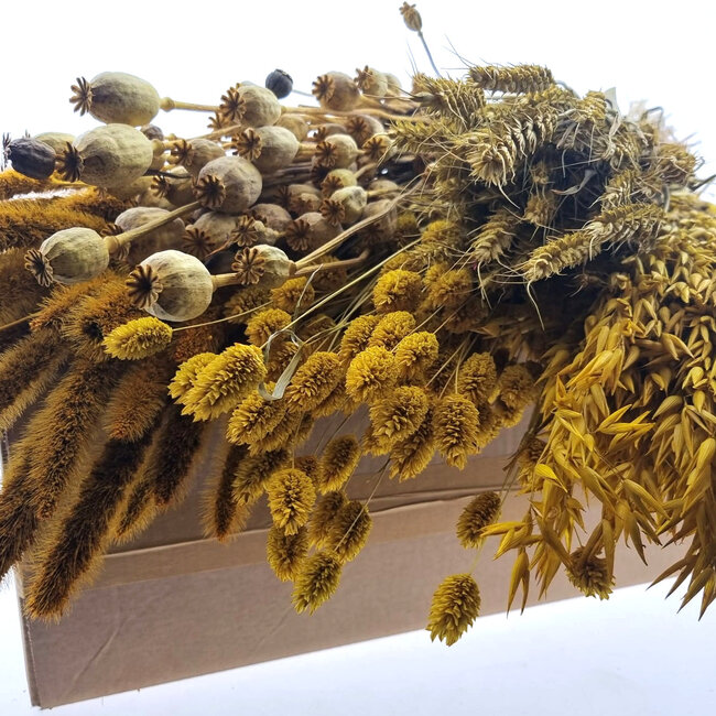 Kit DIY de fleurs séchées "Schokland" | Cinq types de fleurs séchées jaunes dans une boîte