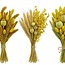 Droogbloemen DIY set "Schokland" | Vijf soorten gele droogbloemen in een box