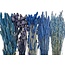 Droogbloemen DIY set "Rottumerplaat" | Vijf soorten blauwe droogbloemen in een box