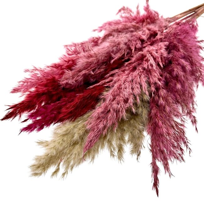 Pink Lady Mix gedroogde Pampas pluimen | Lengte ± 65 centimeter | Per 10 takken