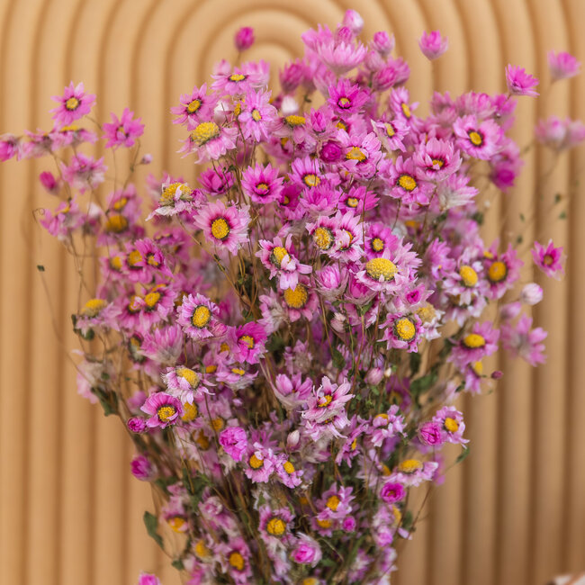 Rosa natürliche Rhodante Trockenblumen | Länge ± 45 Zentimeter | ± 35 Blumen pro Bund