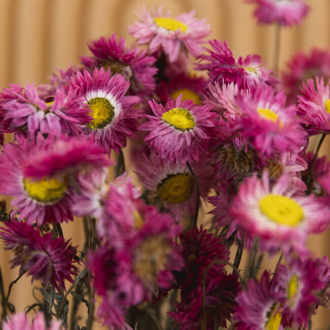 Natural pink Acroclinium dried flowers | Length ± 45 centimetres | Weight ± 100 grams