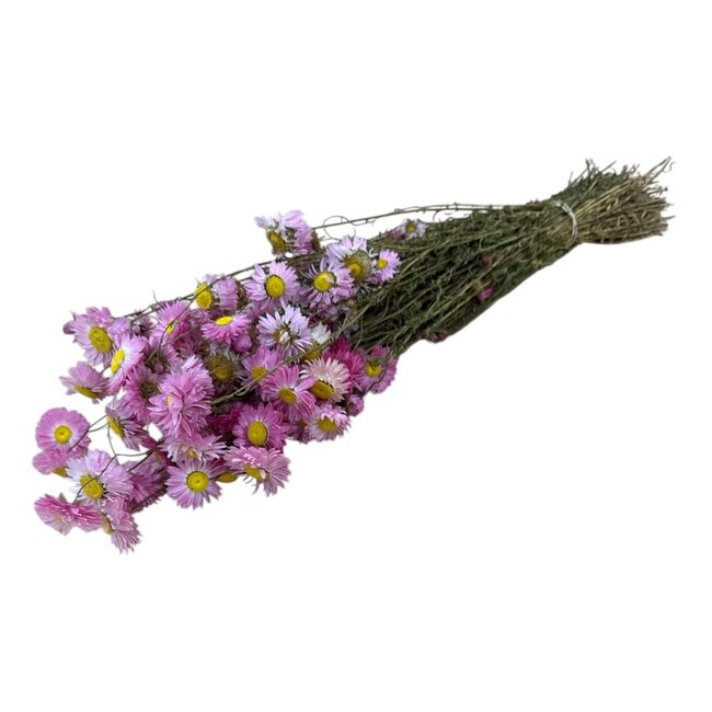 Naturrosa Acroclinium Trockenblumen | Länge ± 45 Zentimeter | Gewicht ± 100 Gramm
