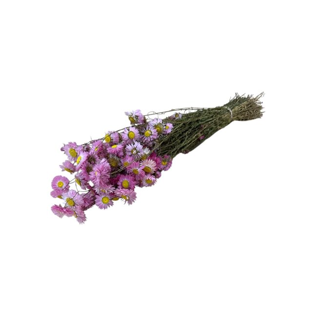 Naturel roze Acroclinium droogbloemen | Lengte ± 45 centimeter | Gewicht ± 100 gram