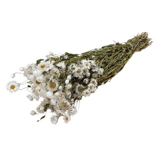 Dutch Dried Rhodante fleurs séchées naturelles blanches | Longueur ± 45 centimètres | ± 35 fleurs par bouquet