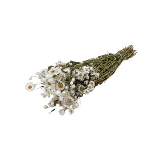Dutch Dried Wit naturelle Rhodante droogbloemen | Lengte ± 45 centimeter | ± 35 bloemen per bos
