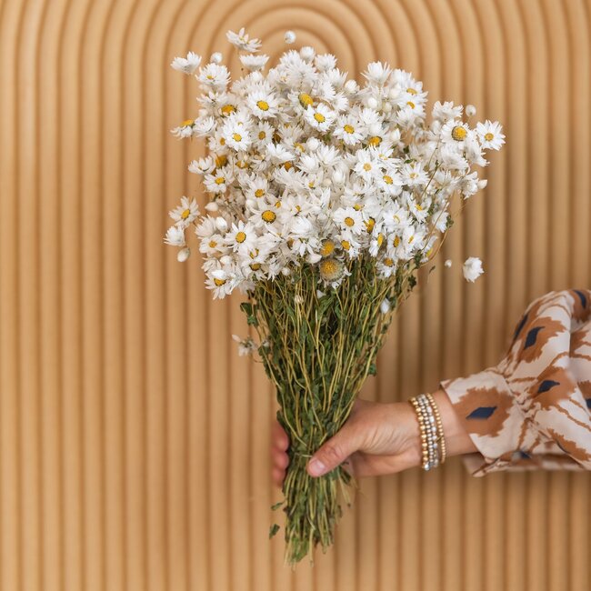White natural Rhodante dried flowers | Length ± 45 centimetres | ± 35 flowers per bunch