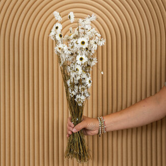 Dutch Dried Natürliche weiße Acroclinium Trockenblumen | Länge ± 45 Zentimeter | Gewicht ± 100 Gramm