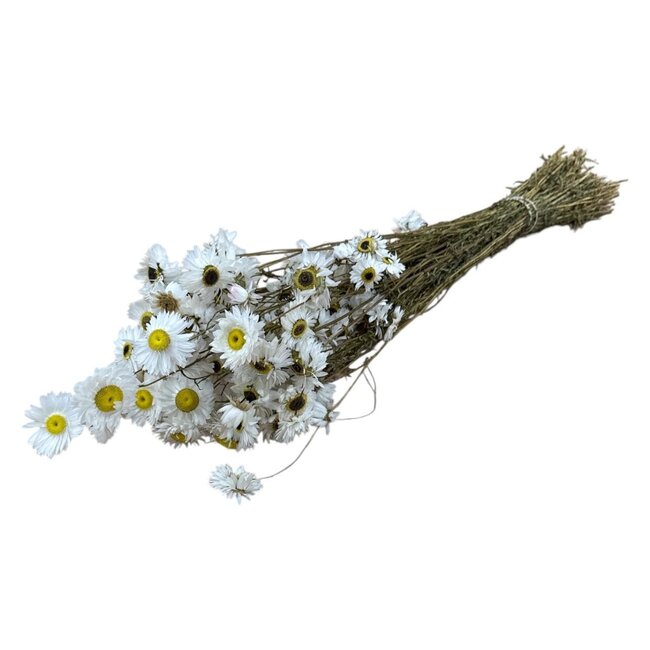 Natürliche weiße Acroclinium Trockenblumen | Länge ± 45 Zentimeter | Gewicht ± 100 Gramm