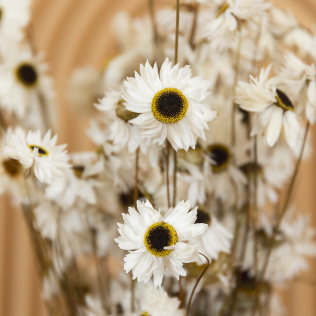 Naturel witte Acroclinium droogbloemen | Lengte ± 45 centimeter | Gewicht ± 100 gram