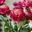 Bouquet of Artificial Ranunculus Flowers | Colour: Dark Pink | Length: 50 centimetres | Per 5 flowers