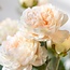 Boeket Ranonkels Kunstbloemen | Kleur: Zalm | Lengte: 50 centimeter | Per 5 bloemen