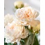 Bouquet of Ranunculus Artificial Flowers | Colour: Salmon | Length: 50 centimetres | Per 5 flowers