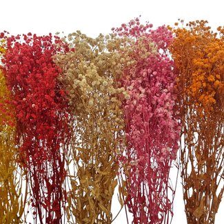 Preserved Baby's Breath DIY set "Fuerteventura"