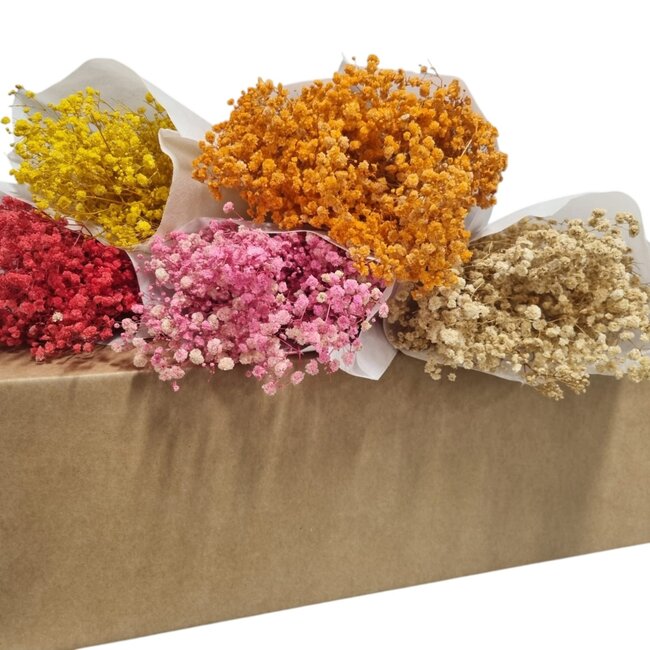 Gepreserveerd Gipskruid DIY set "Fuerteventura" | Vijf kleuren Gepreserveerde Gypsophila in een box