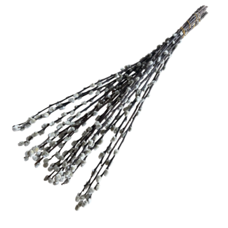 Dutch Dried Getrocknete Weidenkätzchen | Farbe: Gemischte Farben | Salix Trockenblumen | Länge ± 70 centimeter | Gewicht 120 gram | 20 Zweige pro Bund | Pro Bund