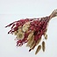 Bouquet of dried flowers "Moulin Rouge" | Length ± 50 centimetres | With pink and white dried flowers