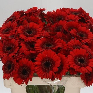 Freshy Germini Aqua “Nirvana” | Kleur: Rood | Lengte ± 50 centimeter | Per 20 stelen