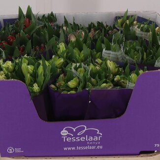 Freshy Alstroemeria Gem In Fust Import