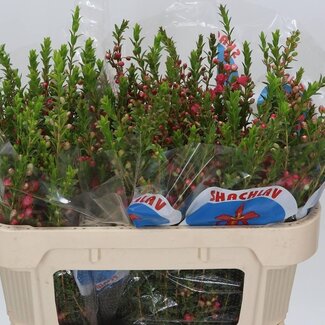 Freshy Chamecordia “Rey” | Kleur: Rood | Lengte ± 70 centimeter | Gewicht ± 40 gram per tak | Per 25 stelen