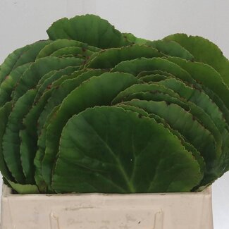 Freshy Bergenia Blad | Kleur: Gemengde Kleuren | Lengte ± 30 centimeter | Per 50 stelen