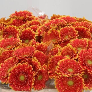 Freshy Germini. Aqua Franky x20