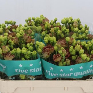 Freshy Eustoma Gevuld Rosan Terracot