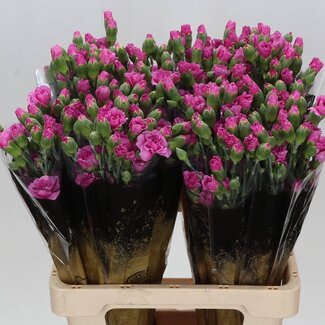 Freshy Trosanjer “Lilac Melissa” | Kleur: Roze | Lengte ± 60 centimeter | Per 25 takken