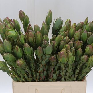 Freshy Leucadendron Discolor