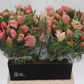 Freshy Anemone Co Carmel Barbi