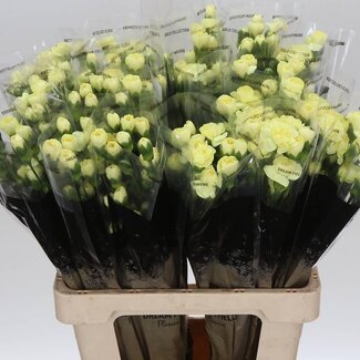 Freshy Trosanjer Ceasar