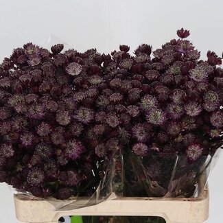 Freshy Astrantia Star Of Love