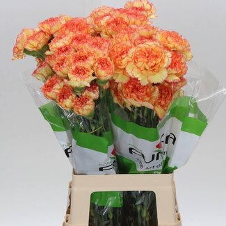 Freshy Anjer Lang Boiro