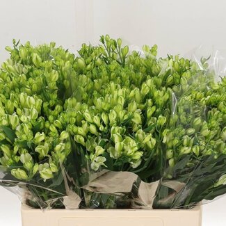 Freshy Korte Alstroemeria “White Pearls” | Kleur: Wit | Lengte ± 60 centimeter | Per 20 stelen