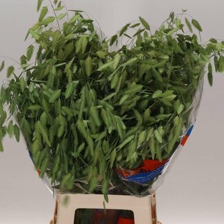 Freshy Chasmanthium Latifolium