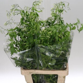 Freshy Jasminum (p. bos)