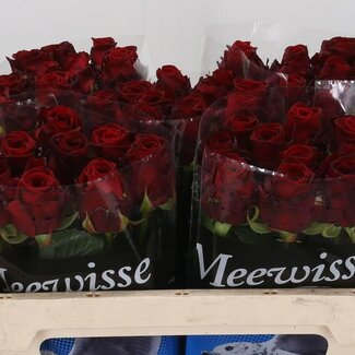 Freshy Rosa Red Naomi Ende